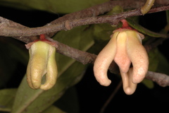 Goniothalamus cardiopetalus